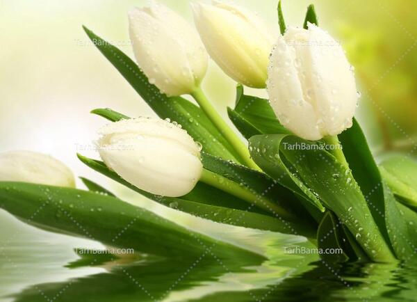 عکس گل با پس زمینه ی سفید