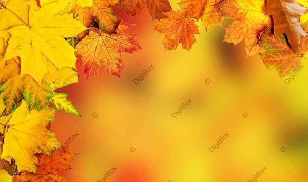 عکس پس زمینه نارنجی ساده