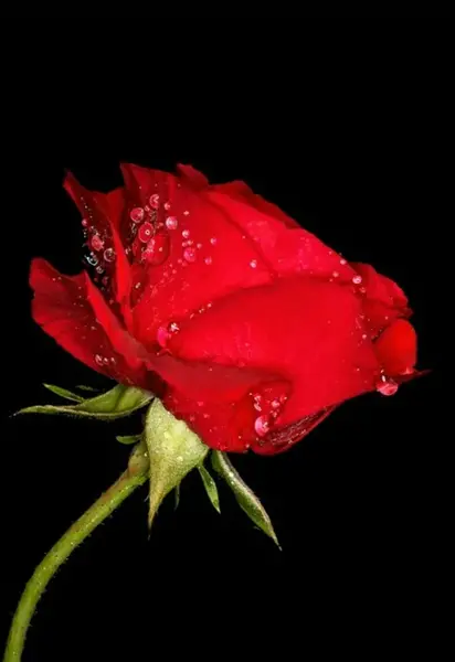 عکس گل قرمز با زمینه مشکی