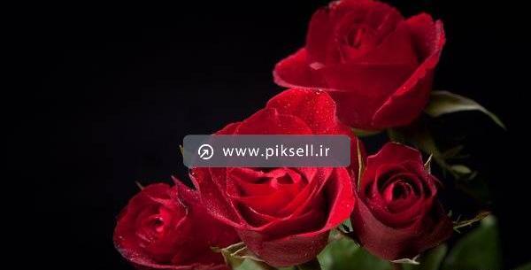 عکس گل قرمز با زمینه مشکی