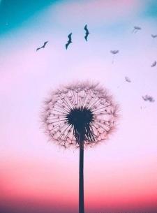عکس زمینه صفحه سفید برای اپل