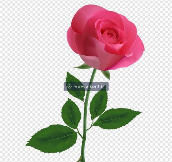 عکس پس زمینه شاخه گل