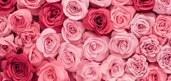 عکس گل زیبا برای زمینه گوشی