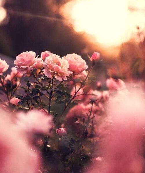 عکس گل زیبا برای زمینه گوشی