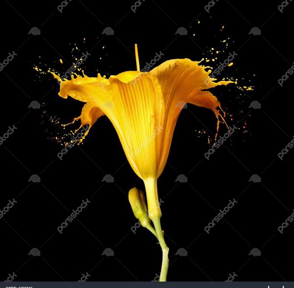 عکس زمینه زرد رنگ