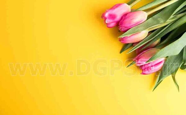 عکس با زمینه زرد