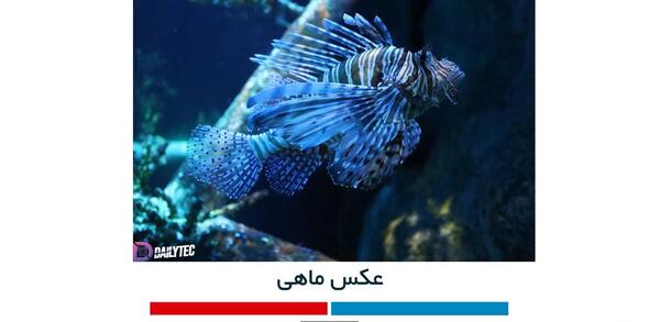 عکس ماهی با پس زمینه زرد