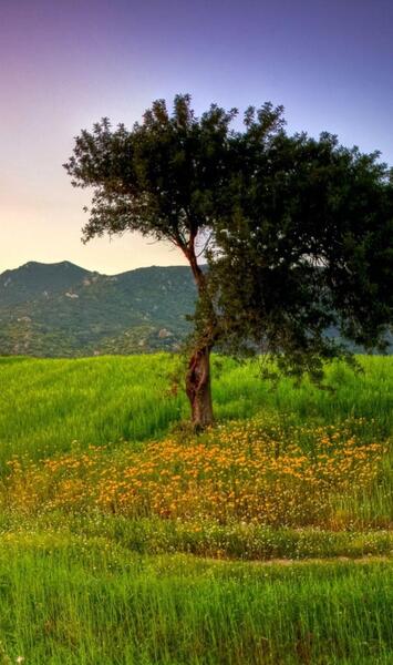 عکس تصویر زمینه تابستانی