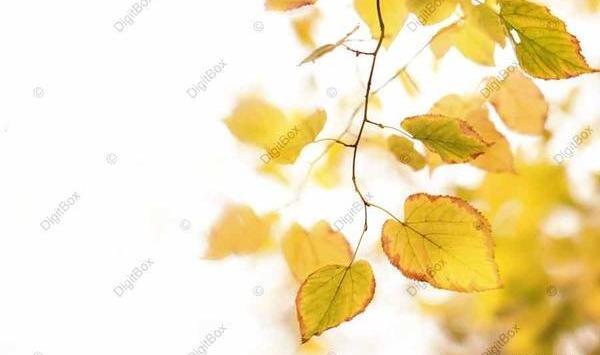 عکس پس زمینه برای فتوشاپ رایگان