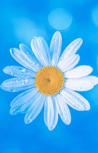 عکس زمینه آبی رنگ