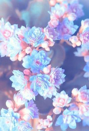 عکس پیش زمینه زیبا
