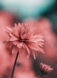 عکس برای پس زمینه گوشی گل