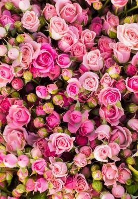 عکس برای پس زمینه گوشی گل