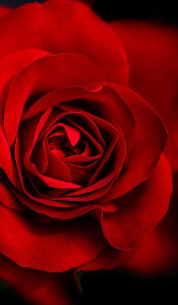 عکس پس زمینه گوشی گل رز