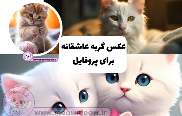 عکس پس زمینه گوشی گربه کیوت