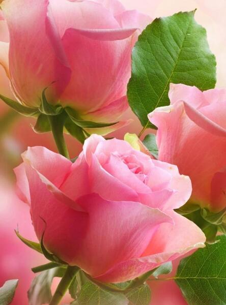 عکس پس زمینه گوشی گل زیبا