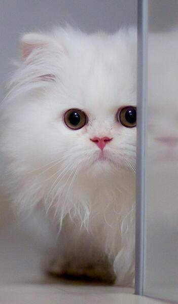 عکس عروسکی برای پس زمینه گوشی