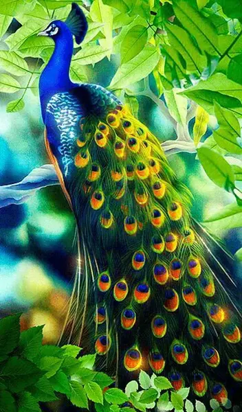عکس تصویر زمینه گوشی طاووس