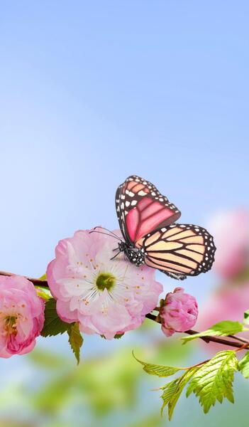 عکس برای پس زمینه گوشی ساده