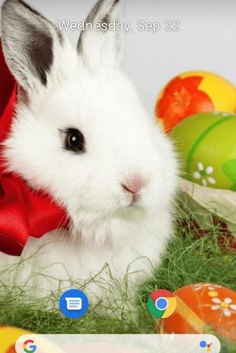 عکس خرگوش برای پس زمینه گوشی