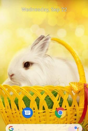 عکس خرگوش برای تصویر زمینه گوشی