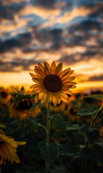 عکس جذاب برای پس زمینه گوشی