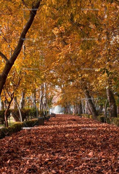 عکس پاییزی برای پس زمینه گوشی
