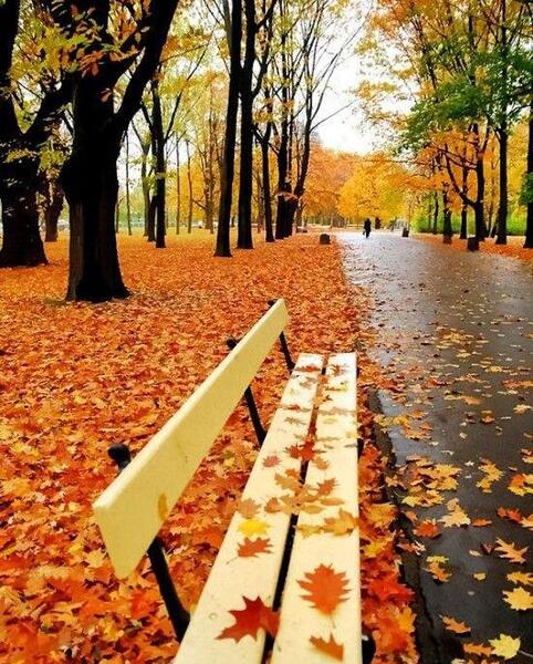 عکس پاییزی برای پس زمینه گوشی