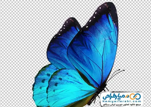 عکس سیاه سفید پروانه ها