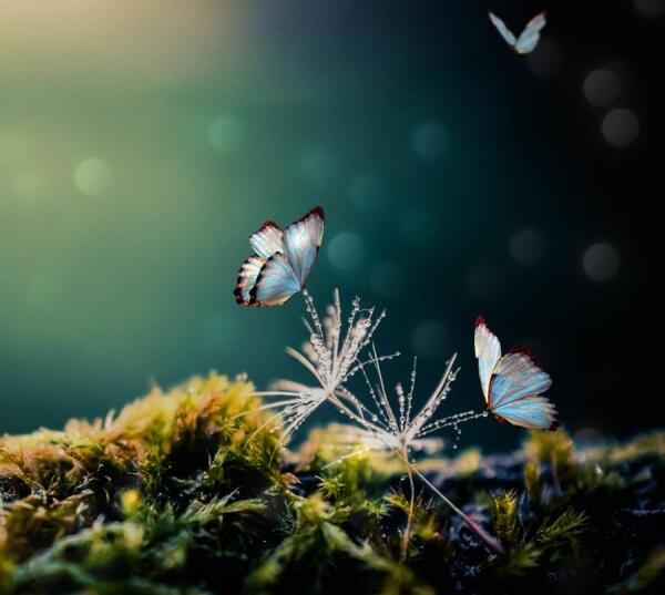 عکس سیاه سفید پروانه ها