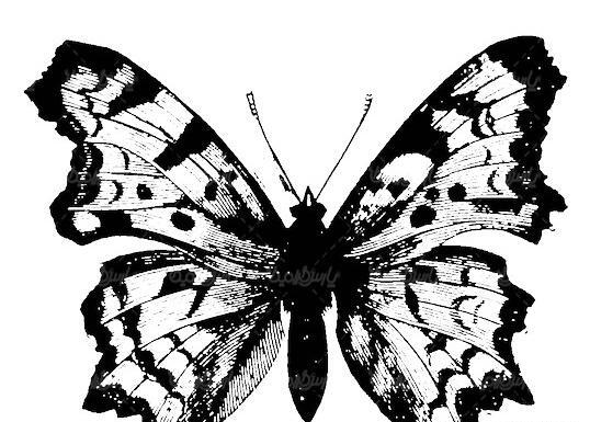 عکس سیاه سفید از پروانه