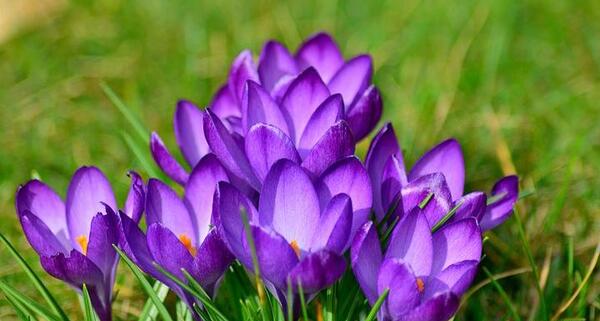 عکس نوشته زعفران برای پروفایل
