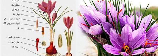 عکس نوشته زعفران برای پروفایل