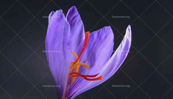 عکس زعفران برای نقاشی
