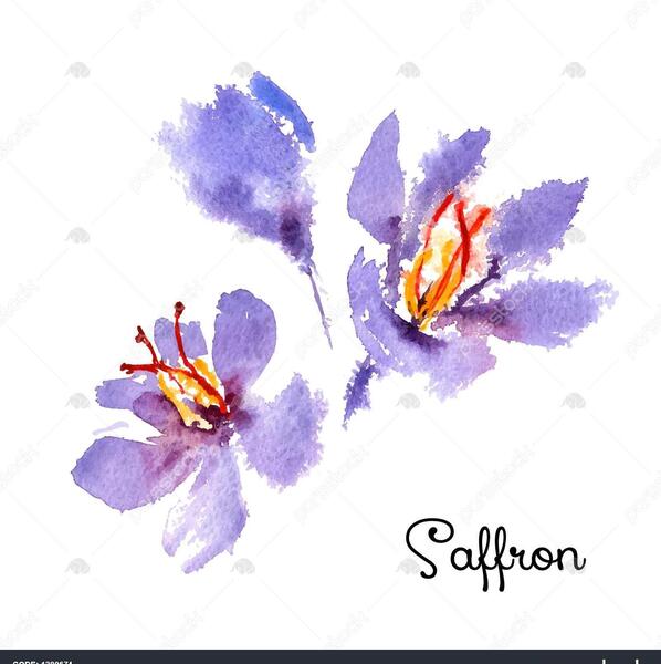 عکس زعفران برای نقاشی