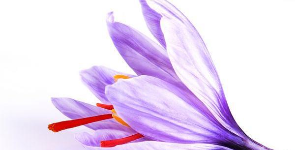عکس زعفران برای نقاشی