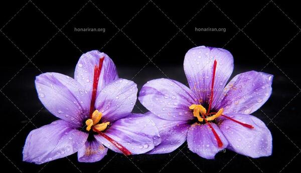عکس زعفران برای نقاشی