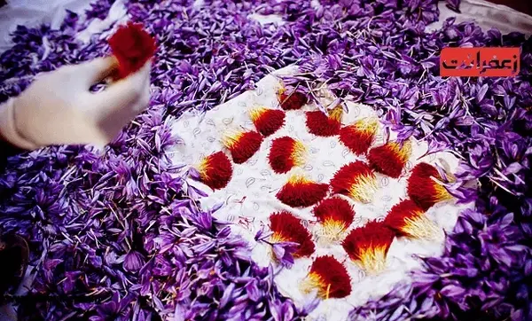 عکس زعفران برای نقاشی