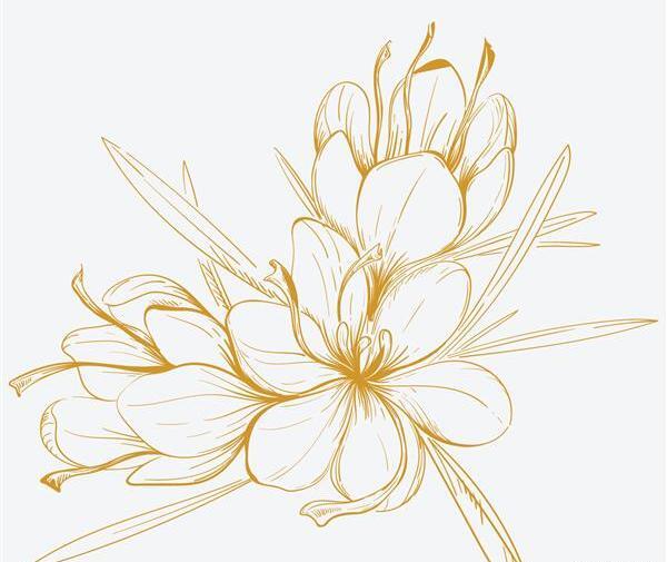 عکس زعفران برای نقاشی