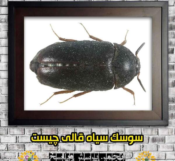 عکس سوسک کوچک سیاه