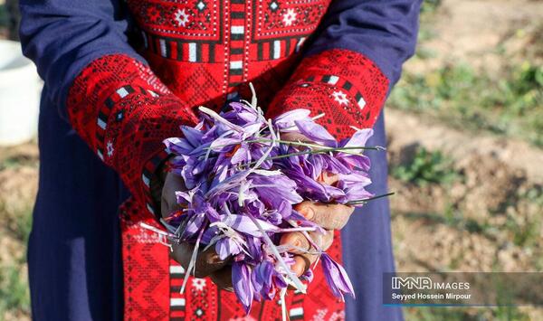 عکس گل زعفران مشهد