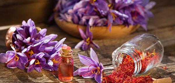 عکس گل زعفران مشهد
