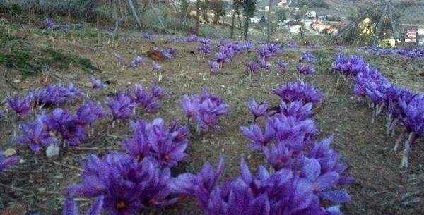 عکس گلخانه زعفران