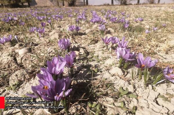 عکس گلخانه زعفران
