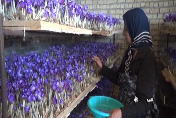 عکس گلخانه زعفران