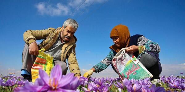 عکس گلخانه زعفران
