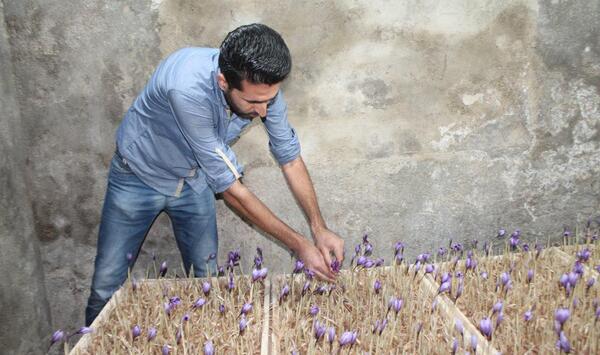 عکس گلخانه زعفران