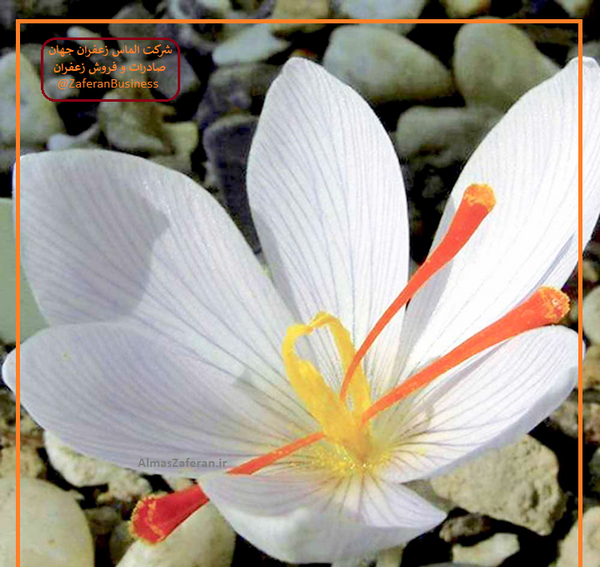 عکس گلخانه زعفران
