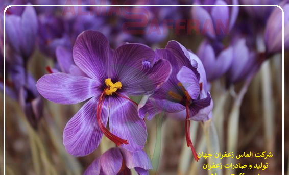 عکس گلخانه زعفران
