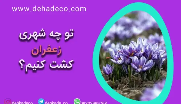 عکس گلخانه زعفران
